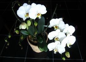 5月17日